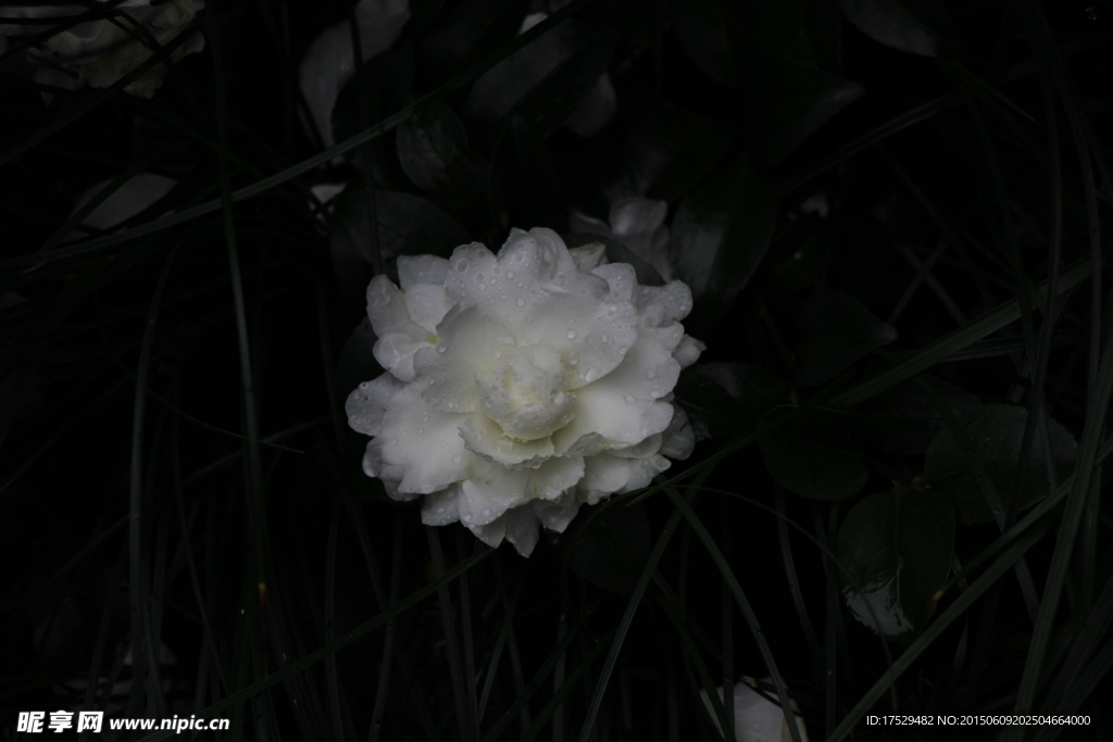 白茶花