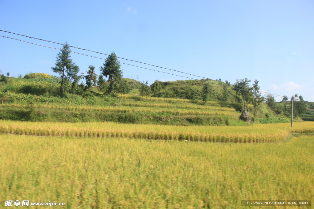 温州永嘉田野风景