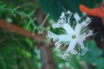 小白花