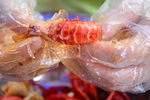 夏季  龙i虾