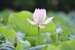 莲塘