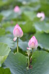 荷花 莲花 莲 池塘 绿 莲塘