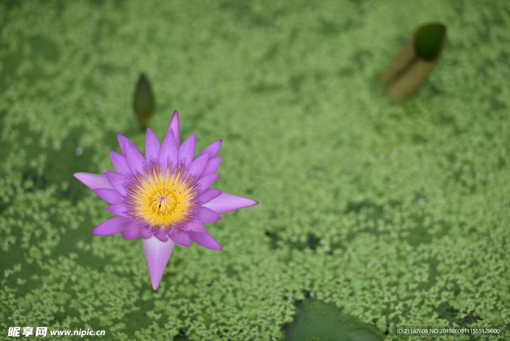 荷花