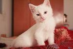 蓝眼萌白猫