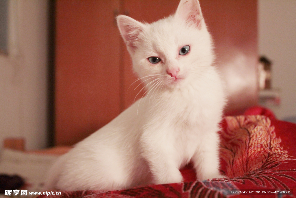 蓝眼萌白猫