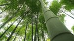 竹
