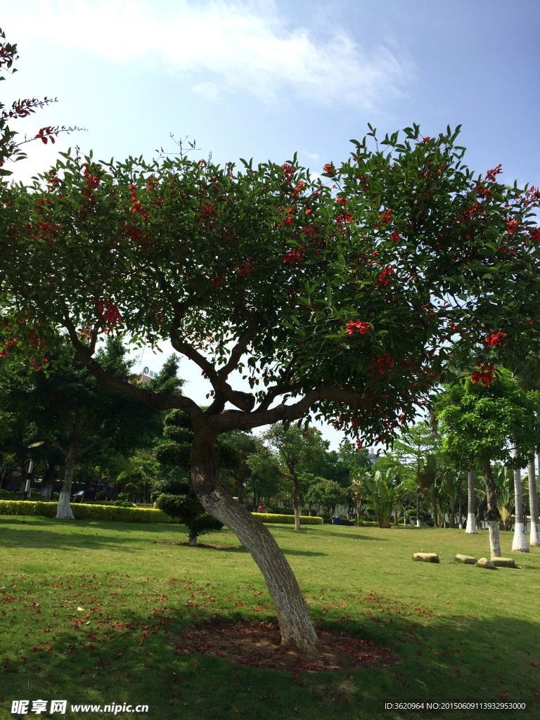 绿树红花