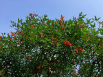 绿树红花