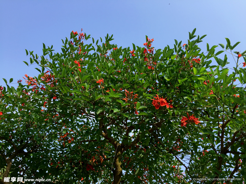 绿树红花
