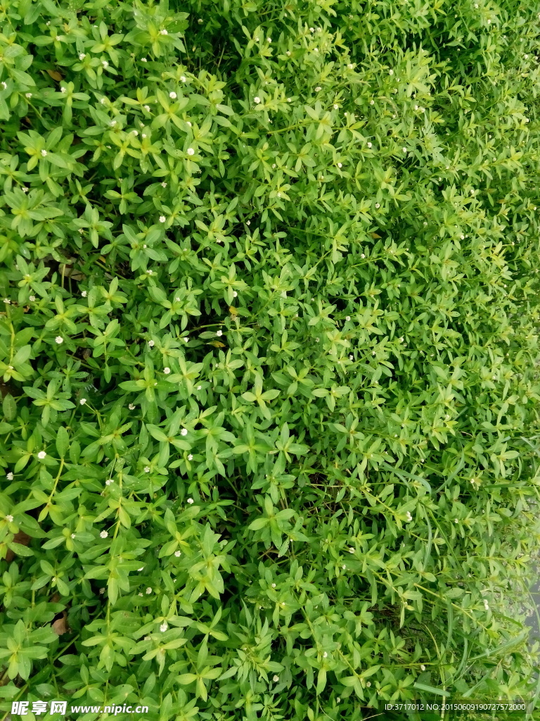 油葫芦