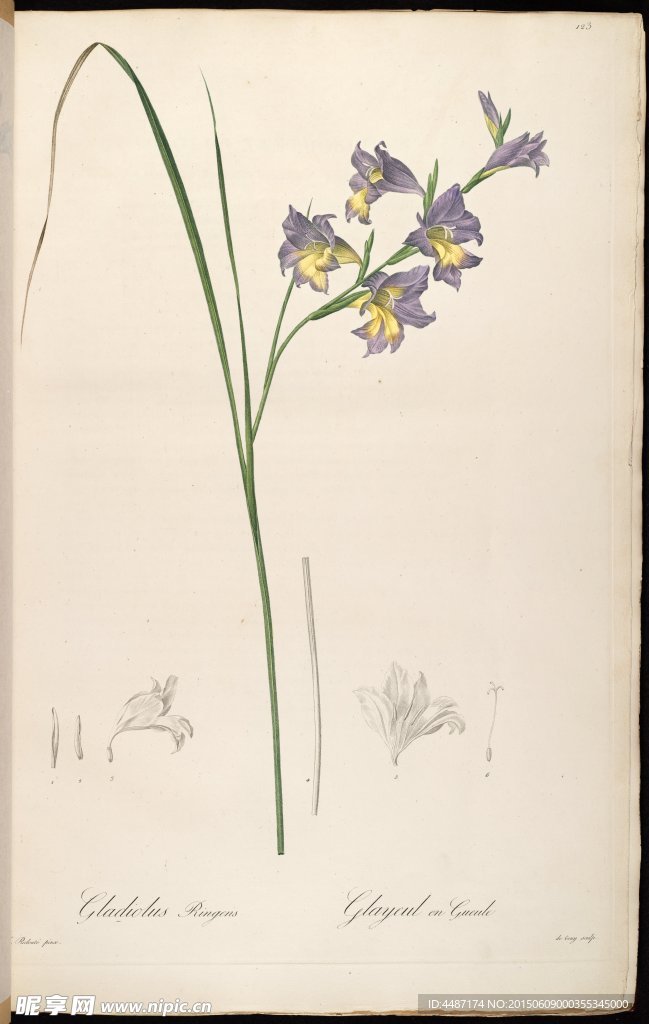 兰花 雷杜德手绘花卉插画
