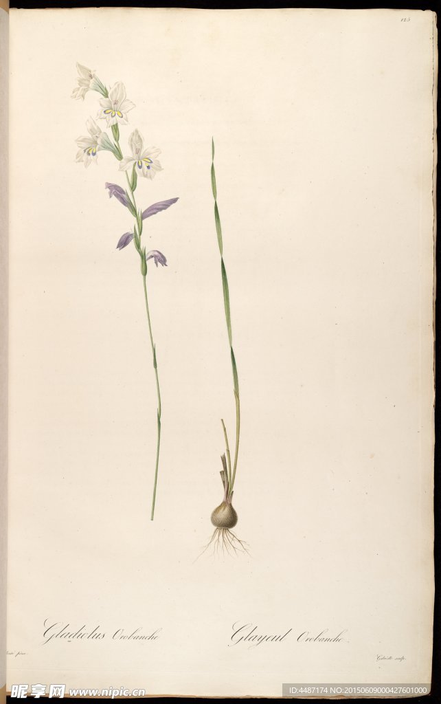 兰花 雷杜德手绘花卉插画