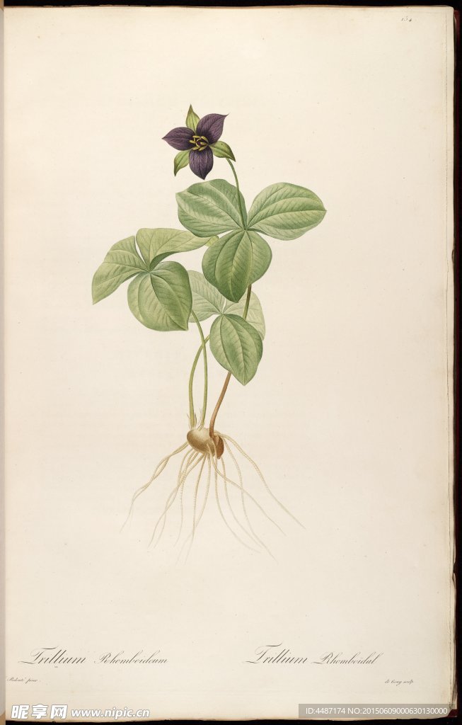 兰花 雷杜德手绘花卉插画