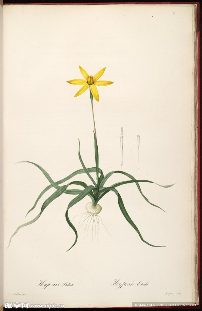 兰花 雷杜德手绘花卉插画