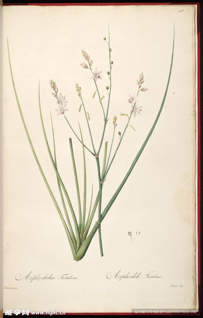 兰花 雷杜德手绘花卉插画
