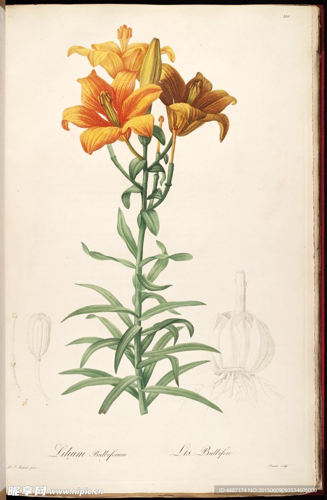 兰花 雷杜德手绘花卉插画