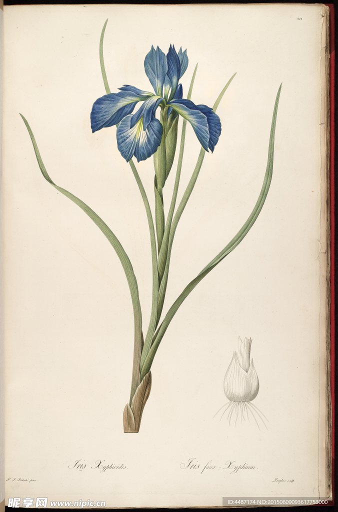 兰花 雷杜德手绘花卉插画