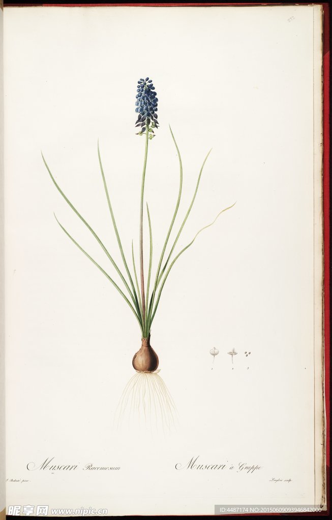 兰花 雷杜德手绘花卉插画