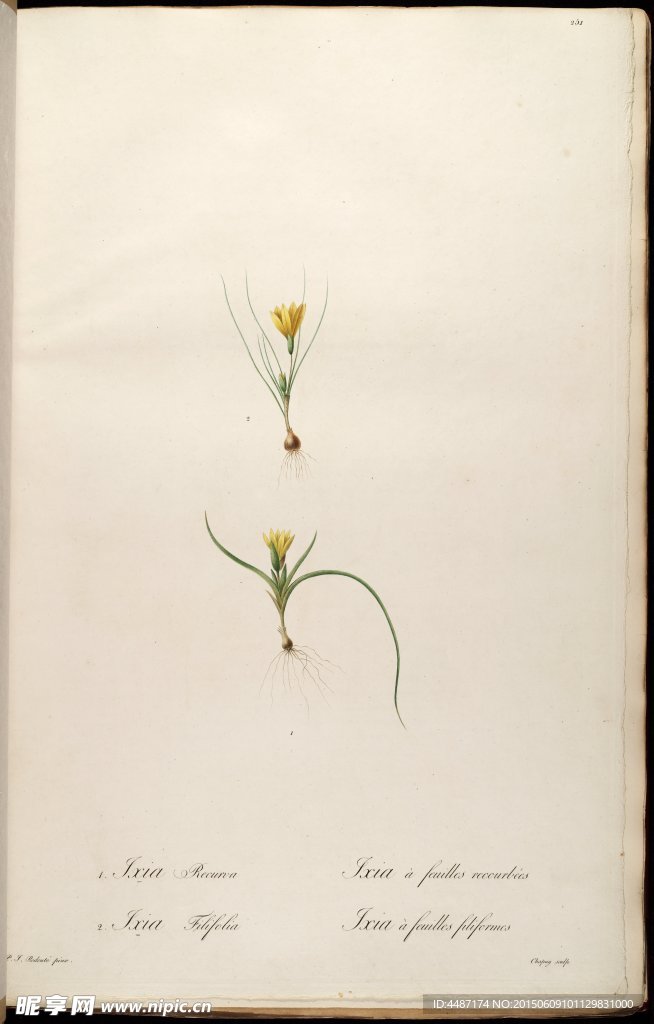 兰花 雷杜德手绘花卉插画