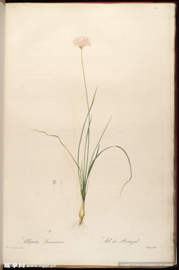 兰花 大师的花卉