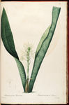 兰花手绘插画 雷杜德植物圣经