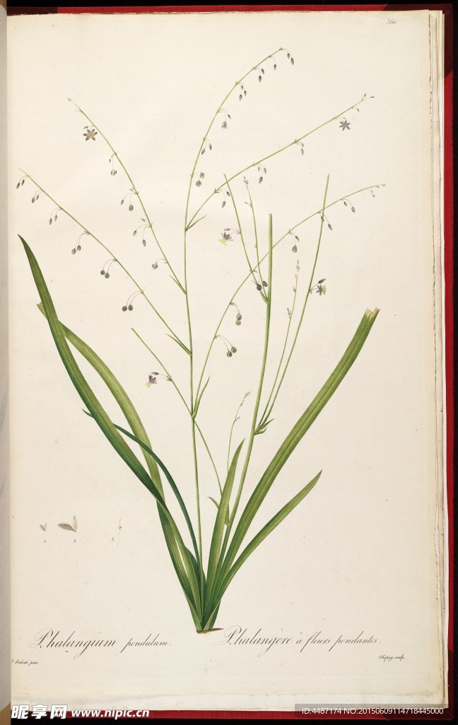 手绘兰花 雷杜德植物插画