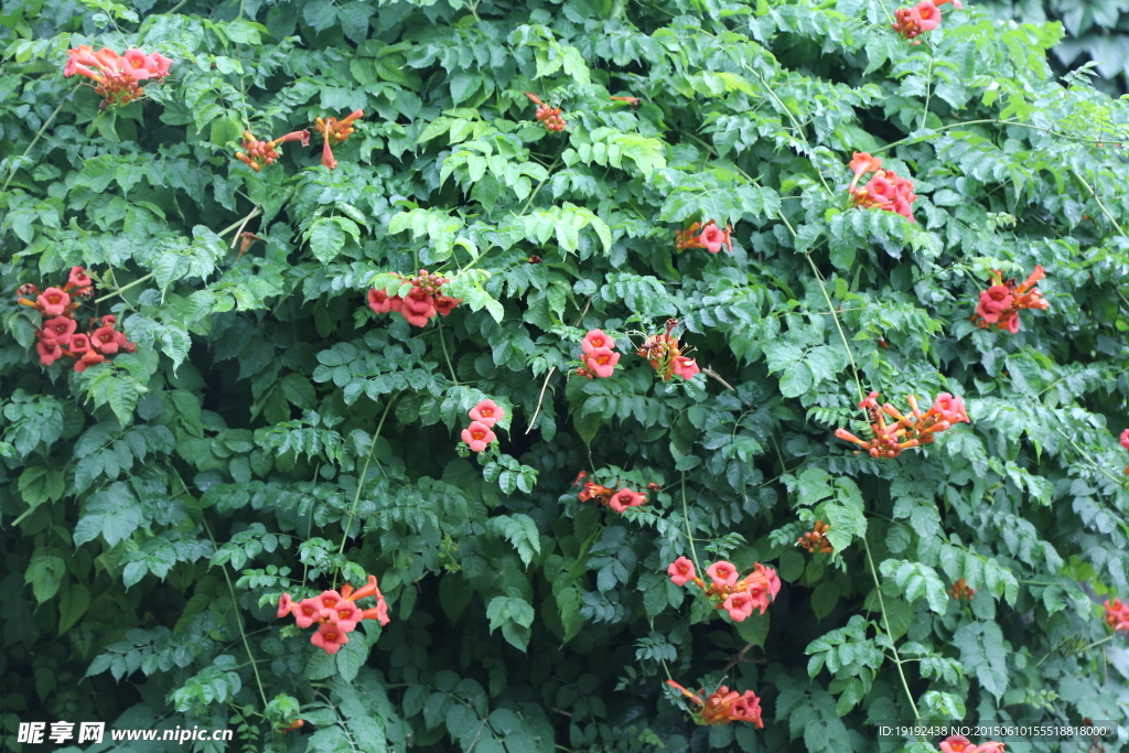 凌霄花