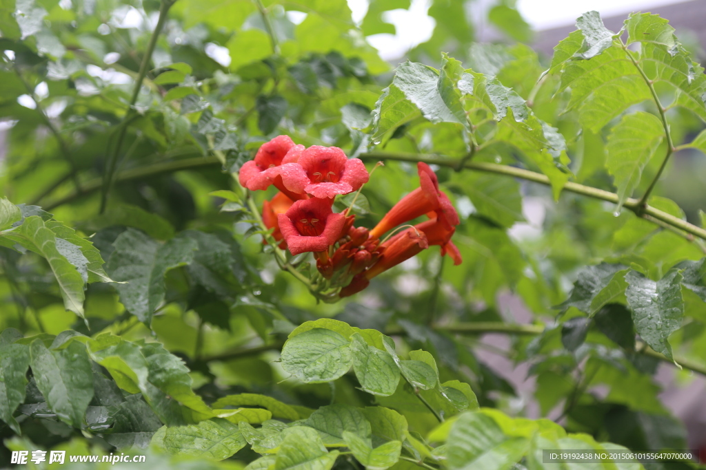 凌霄花