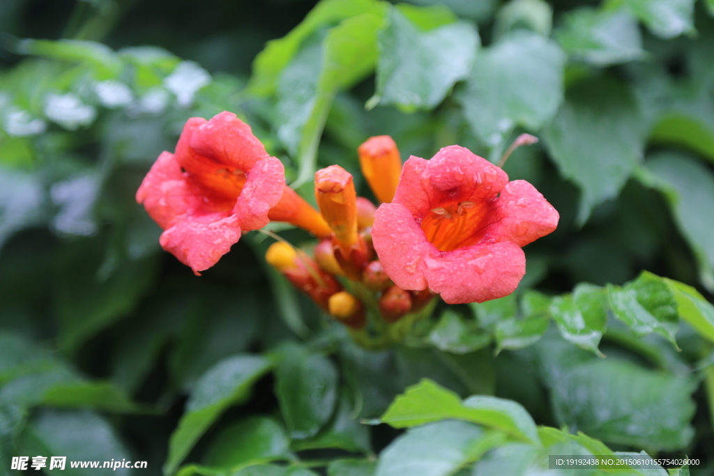 凌霄花