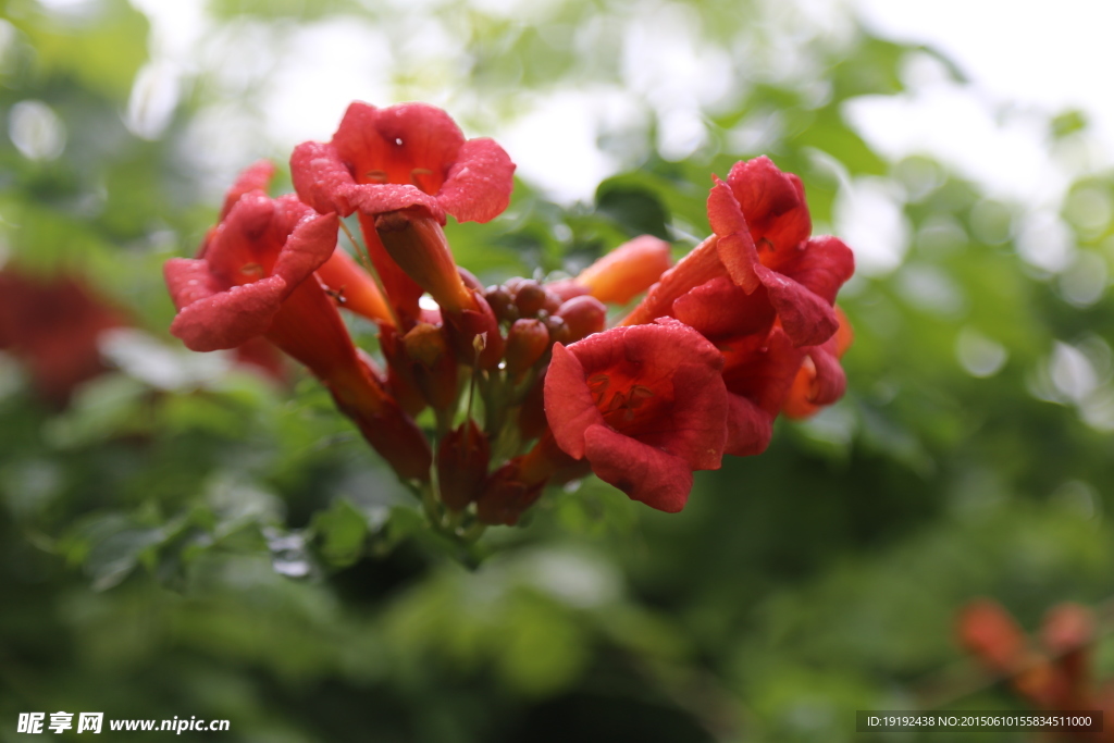 凌霄花
