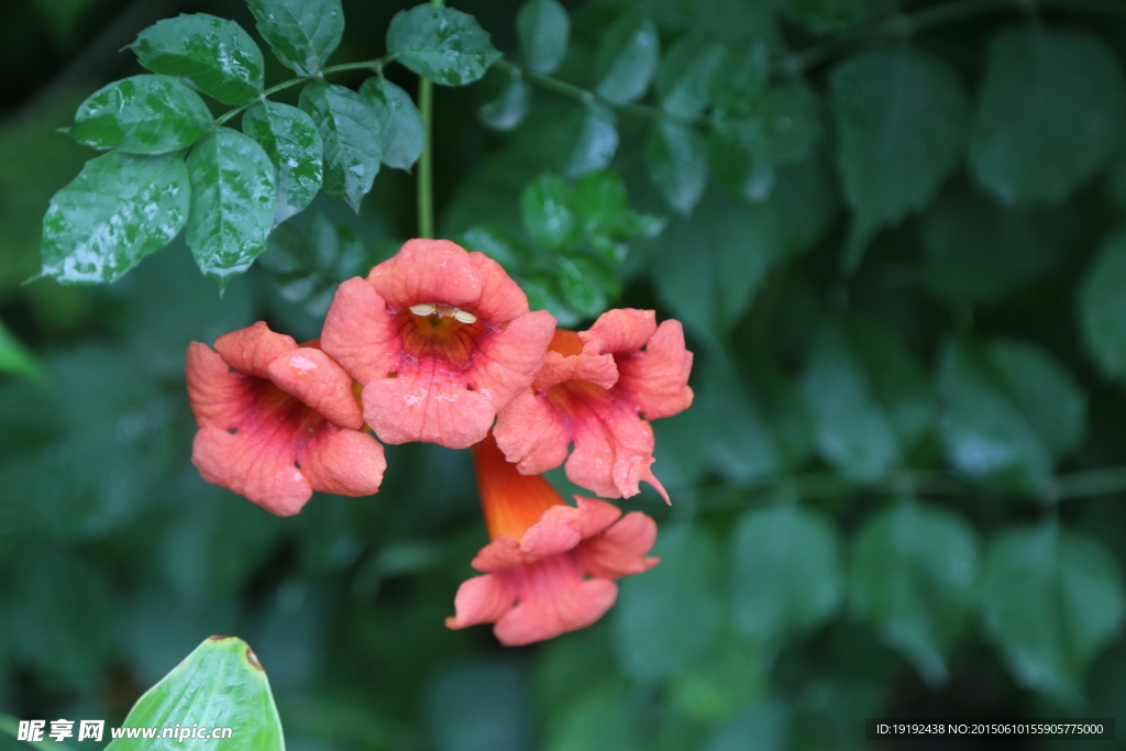 凌霄花