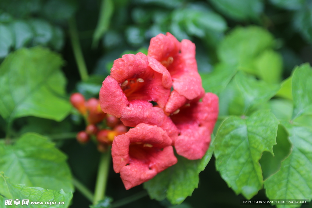 凌霄花
