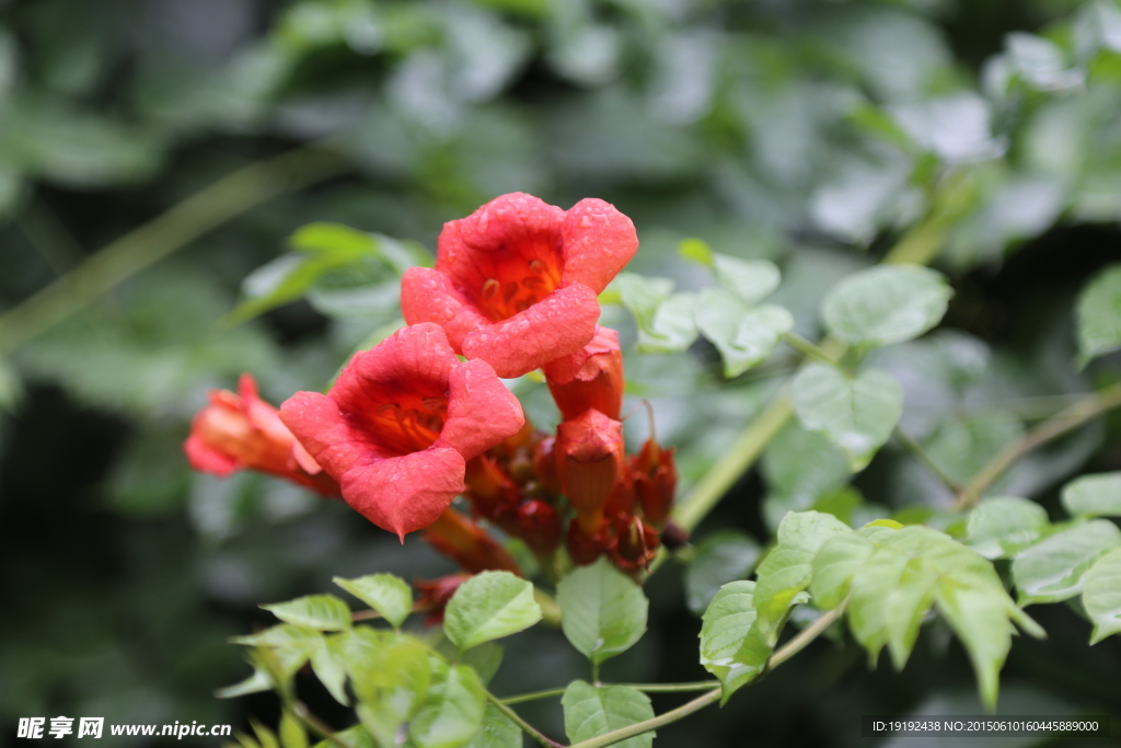 凌霄花