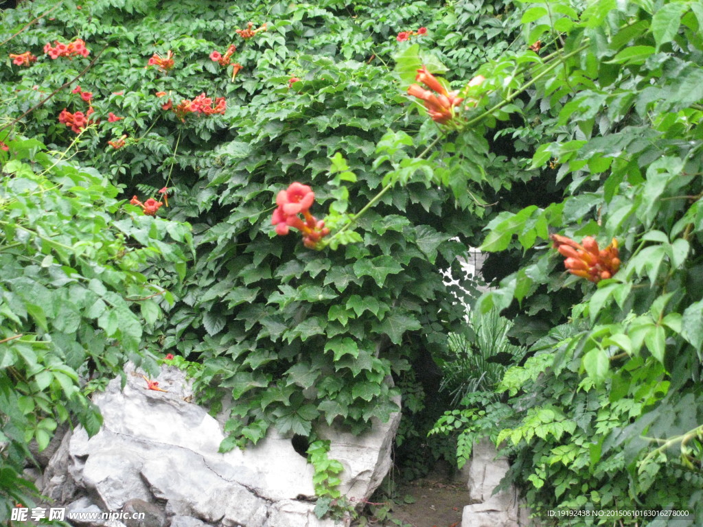 凌霄花