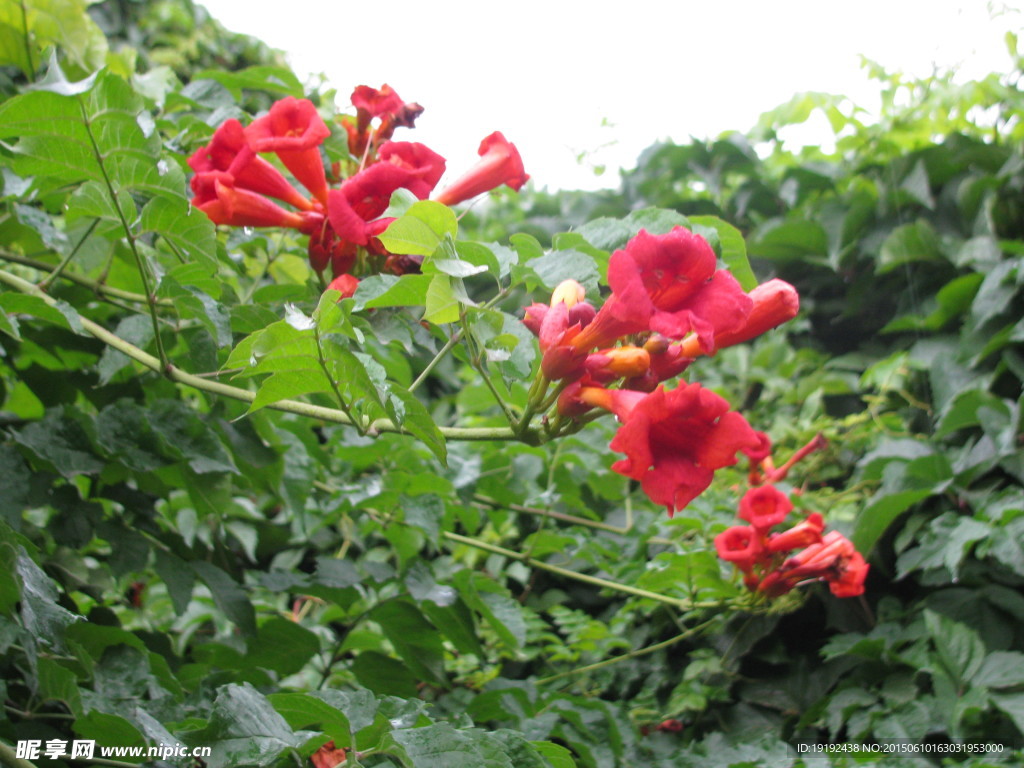 凌霄花