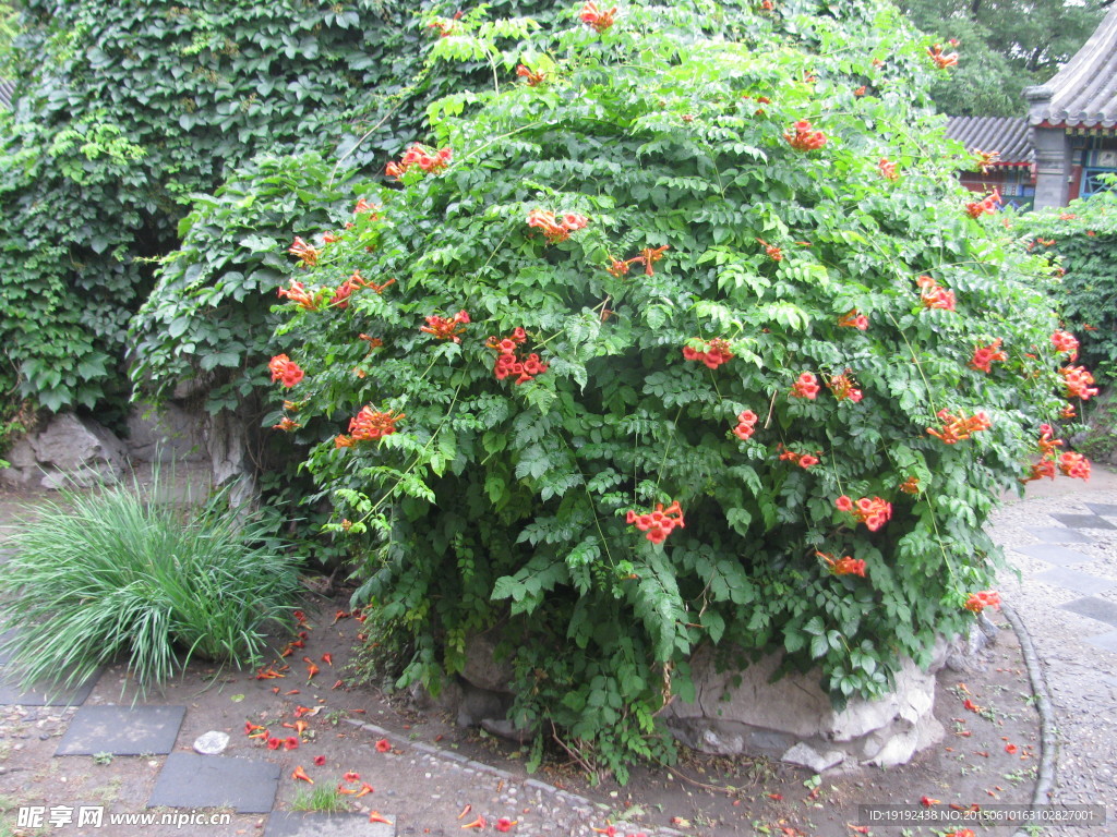凌霄花