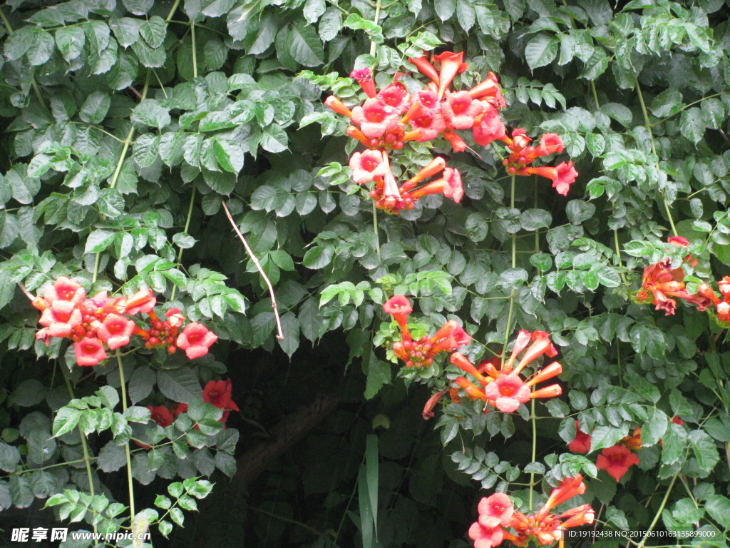 凌霄花