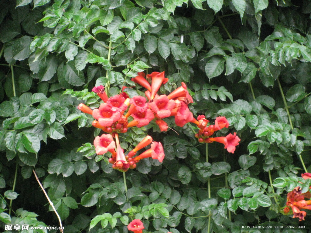 凌霄花