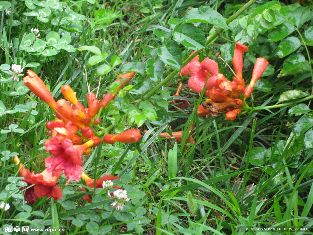 凌霄花