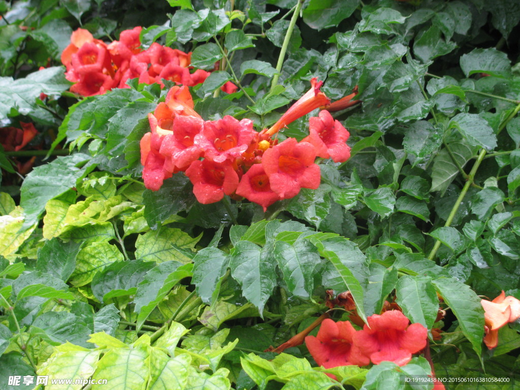 凌霄花