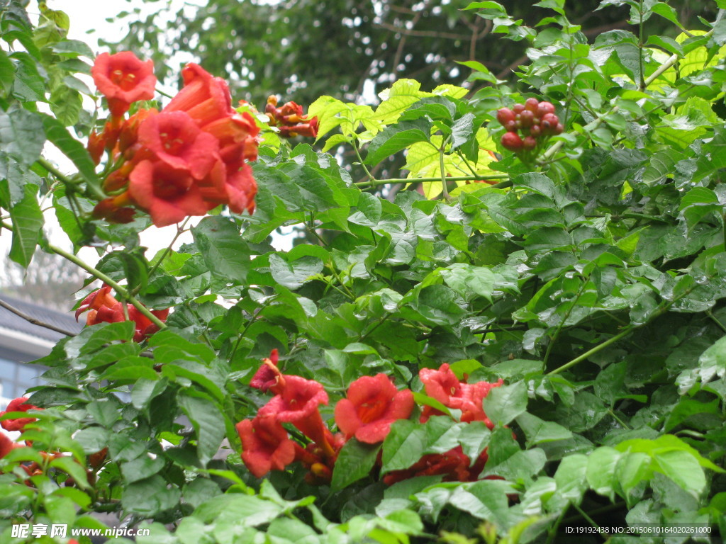凌霄花
