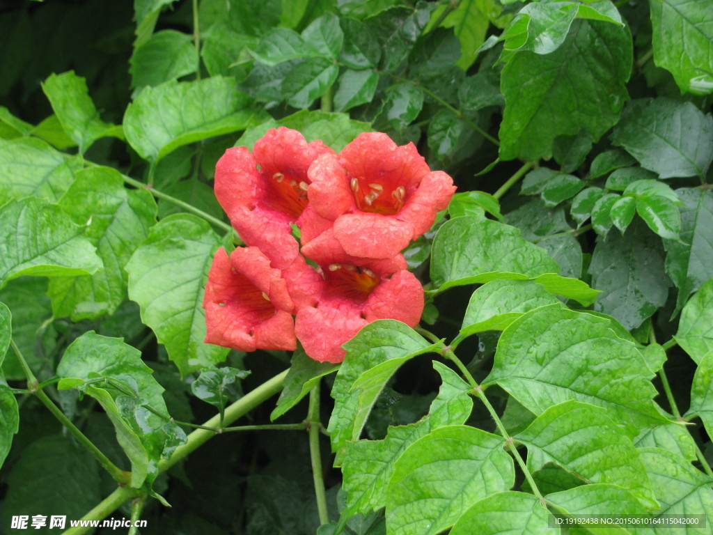 凌霄花