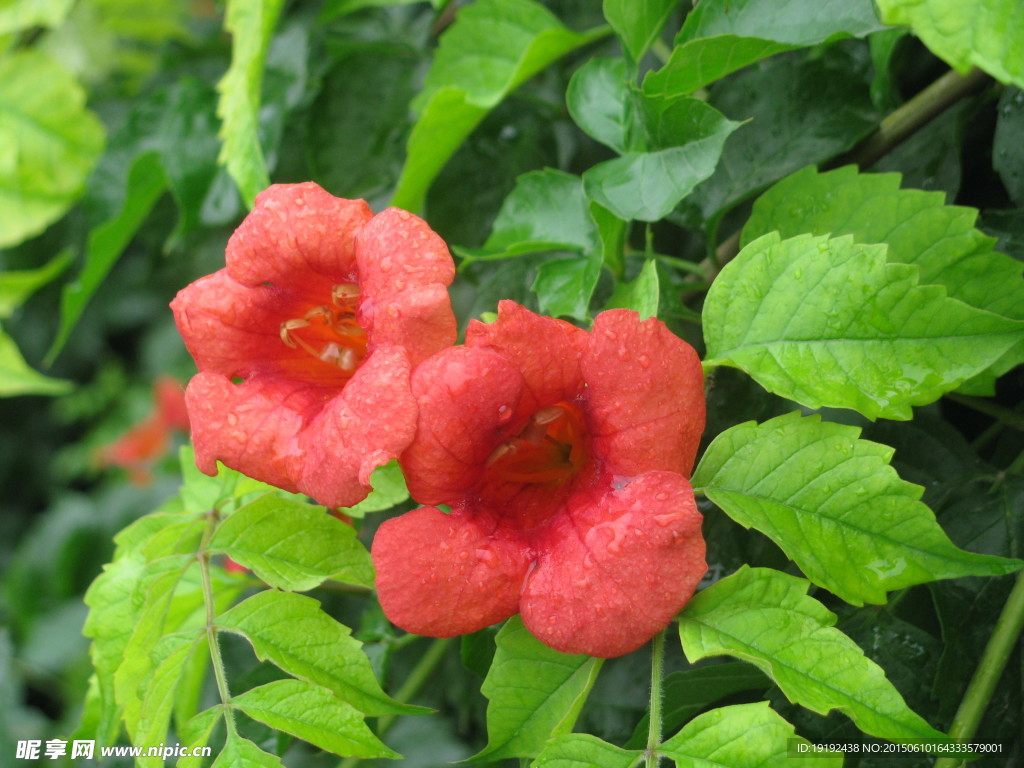 凌霄花
