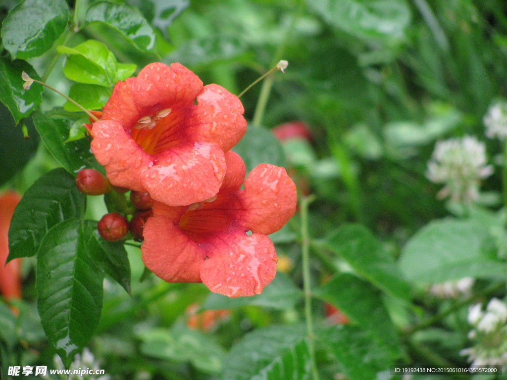 凌霄花