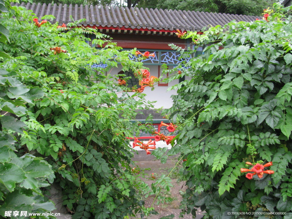 凌霄花