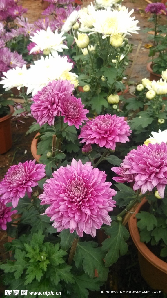紫色菊花