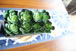 多肉植物