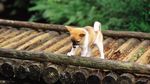 狗狗