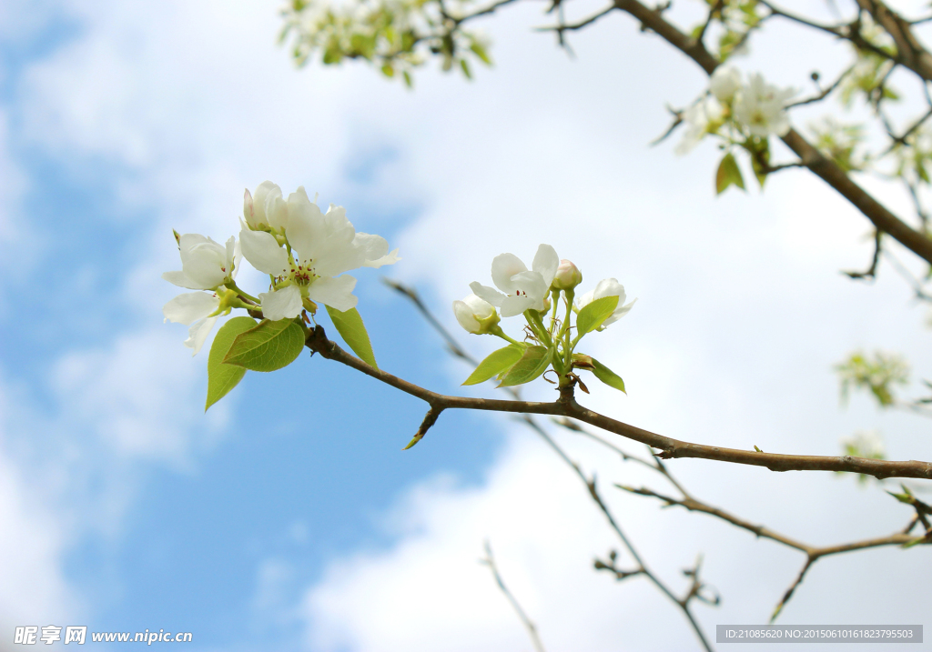 花
