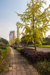 城市风貌 城市道路 城市绿化